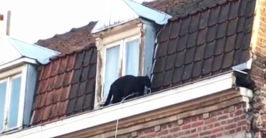 VIDEO Crna pantera pobjegla vlasniku i šetala krovovima francuskog gradića